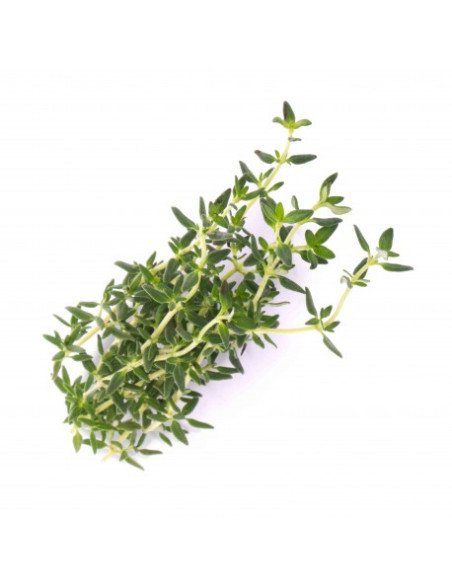 Thym linalol 10 ml (bio)