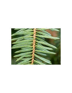 Sapin blanc 10 ml (bio) 2