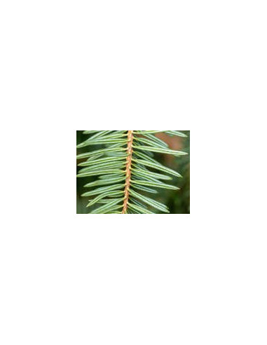 Sapin blanc 10 ml (bio)