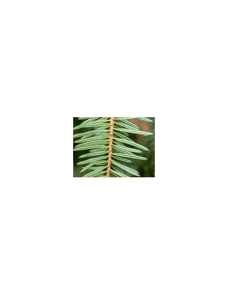 Abete bianco 10 ml (BIO)