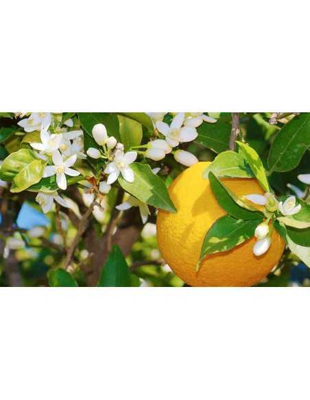 Erbario Toscano Liquid Soap 250 ml Organic Orange