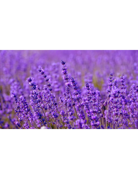 Erbario Toscano Liquid Soap 250 ml Organic Lavender