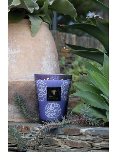 Baobab Collection Collectible Roses Dark Parma