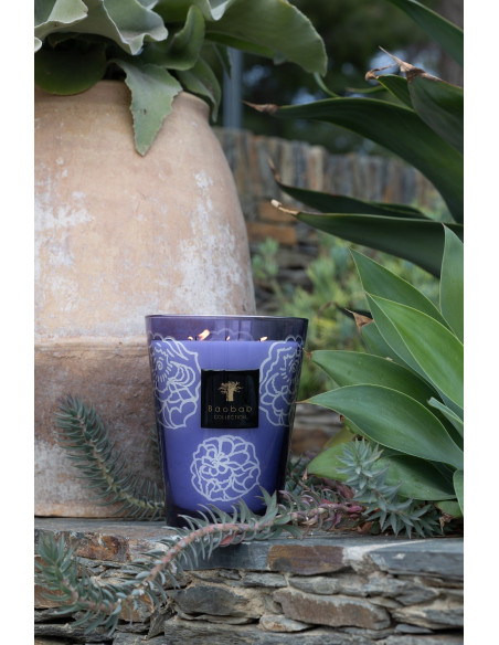 Baobab Collection Collectible Roses Dark Parma