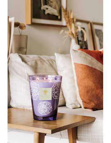 Baobab Collection Collectible Roses Dark Parma