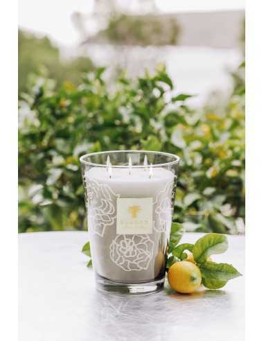 Baobab Collection Collectible Roses Grey