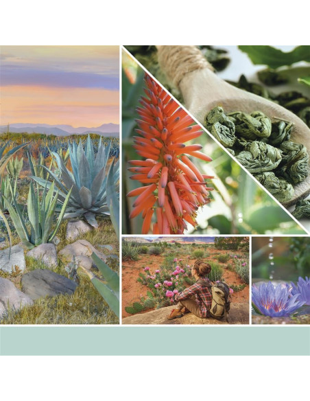 Yankee Candle Aloe & Agave Signature