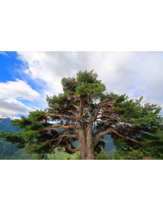 ARVE - Arole Olio Essenziale 2