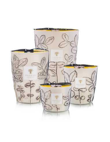 Baobab Collection Folia Calanque