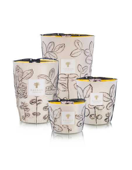 Baobab Collection Folia Calanque